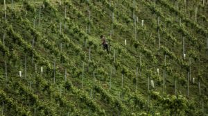 Weinhänge in der Weinregion Südsteiermark - Wein Steiermark