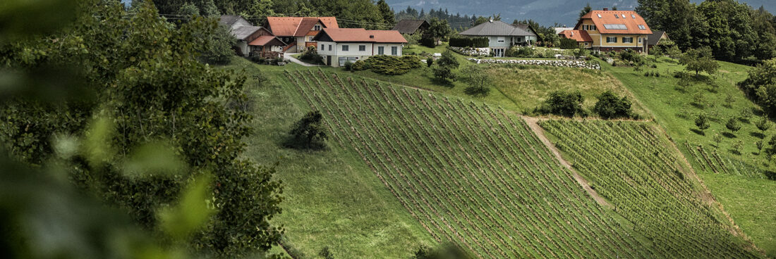 steirische Weinhänge - Ortsweine - Wein Steiermark