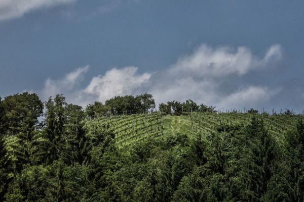 Ortsweingebiet Tischen im Vulkanland in der Südsteiermark - Wein Steiermark
