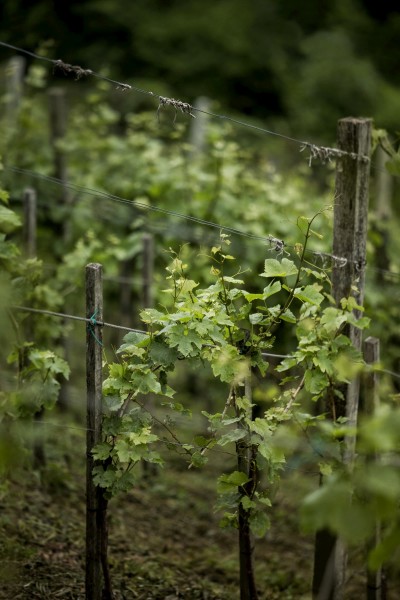 Weinreben sind typisch für die steirische Landschaft - Wein Steiermark