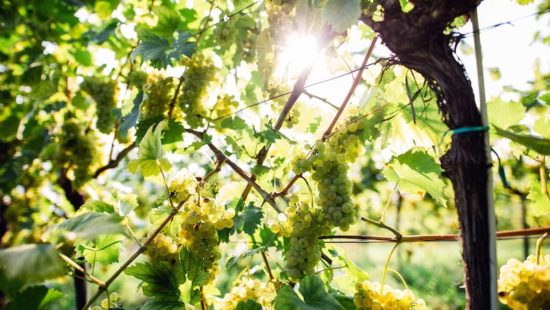 Weinreben in den DAC Anbaugebieten des Weinlandes Steiermark