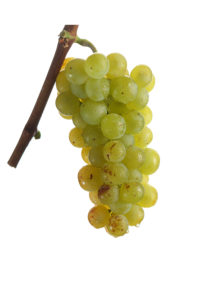 Weintraube Gelber Muskateller - Weißwein - Weinsorten - Wein Steiermark