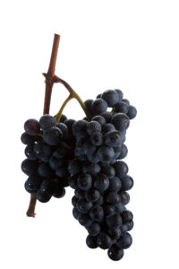 Weintraube Blauer Zweigelt - DAC Weinsorten - Wein Steiermark - Rotwein