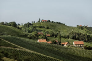 Weinberge Sauvignon Blanc : Steiermark überschreitet die 5.000 Hektar Marke - Rebsorte Sauvignon Blanc an der Spitze News Wein Steiermark