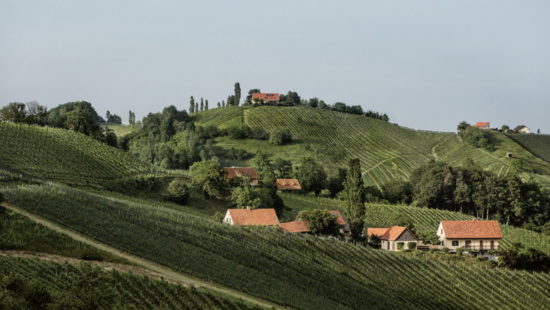 Steiermark überschreitet die 5.000 Hektar Marke - Rebsorte Sauvignon Blanc an der Spitze News Wein Steiermark